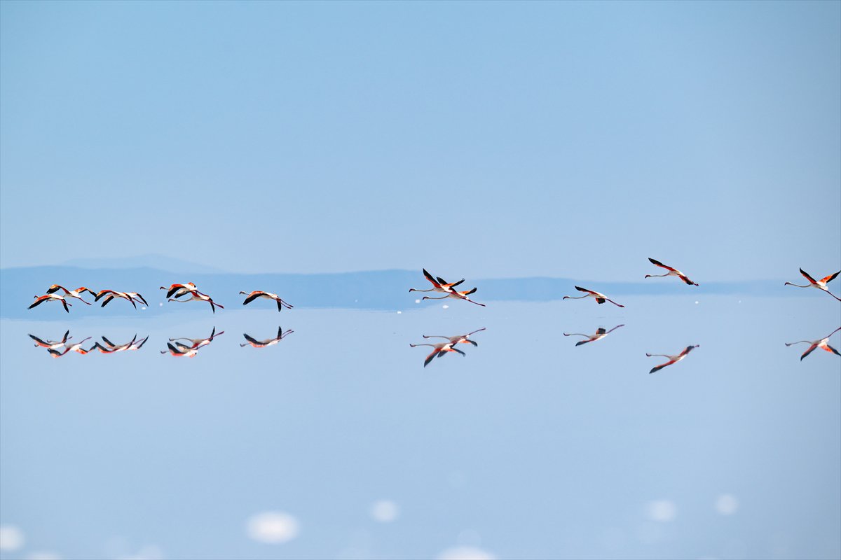 Tuz Gölü’ndeki su çekildi, flamingolar azaldı