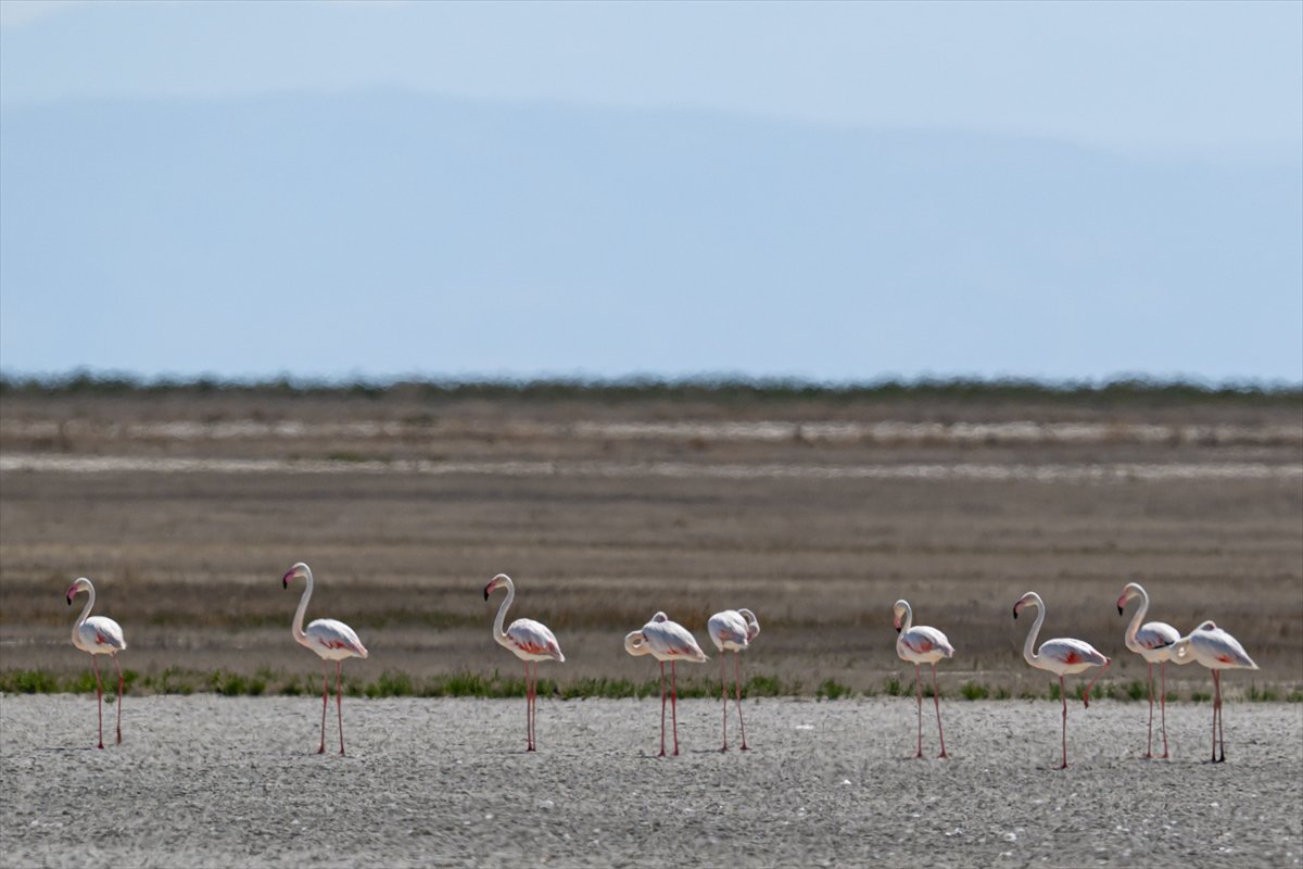 Tuz Gölü’ndeki su çekildi, flamingolar azaldı