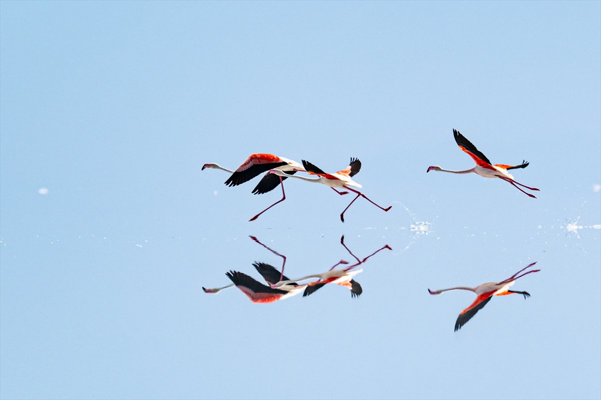 Tuz Gölü’ndeki su çekildi, flamingolar azaldı