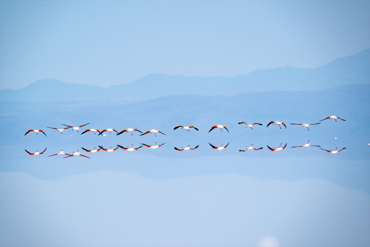 Tuz Gölü’ndeki su çekildi, flamingolar azaldı