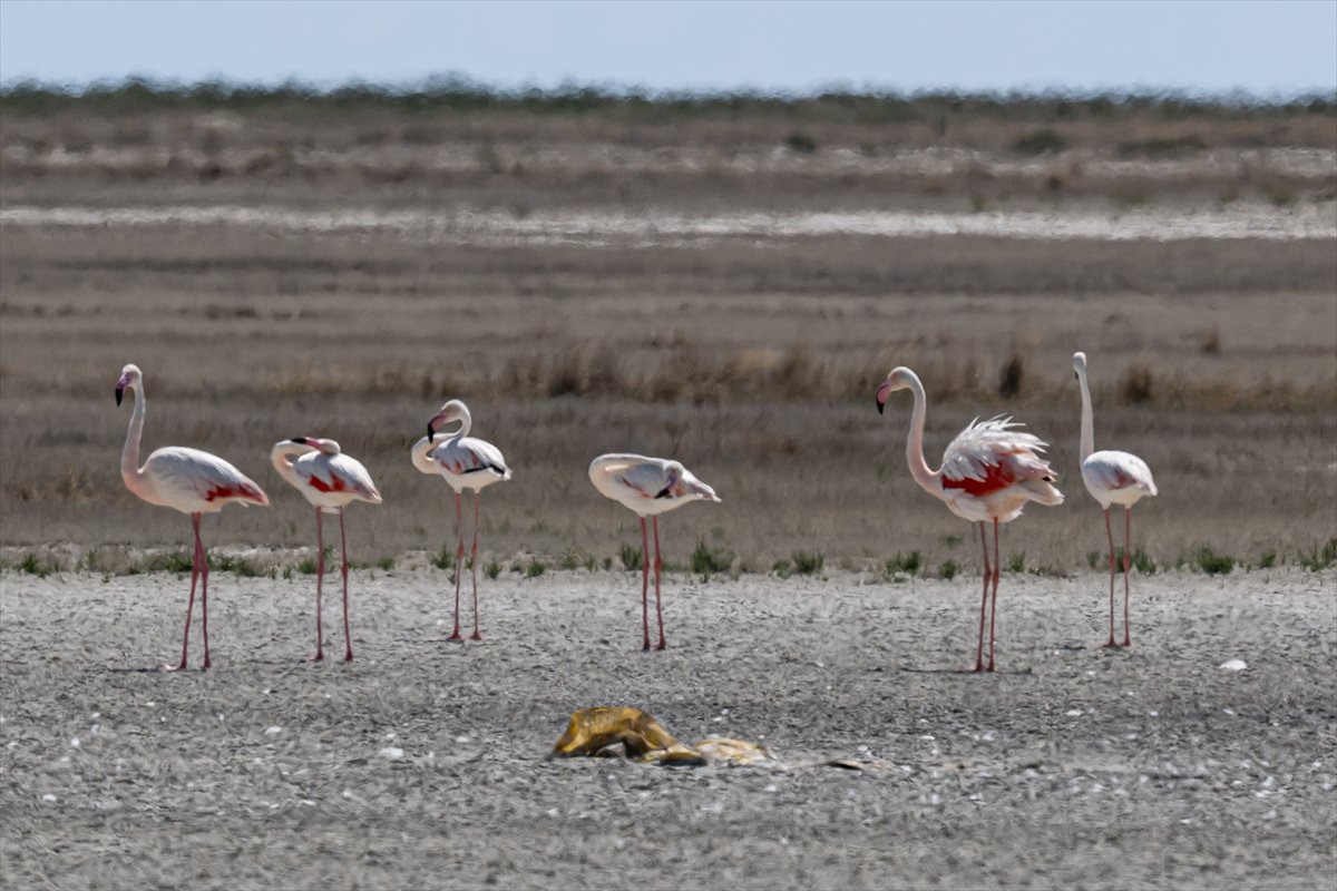 Tuz Gölü’ndeki su çekildi, flamingolar azaldı
