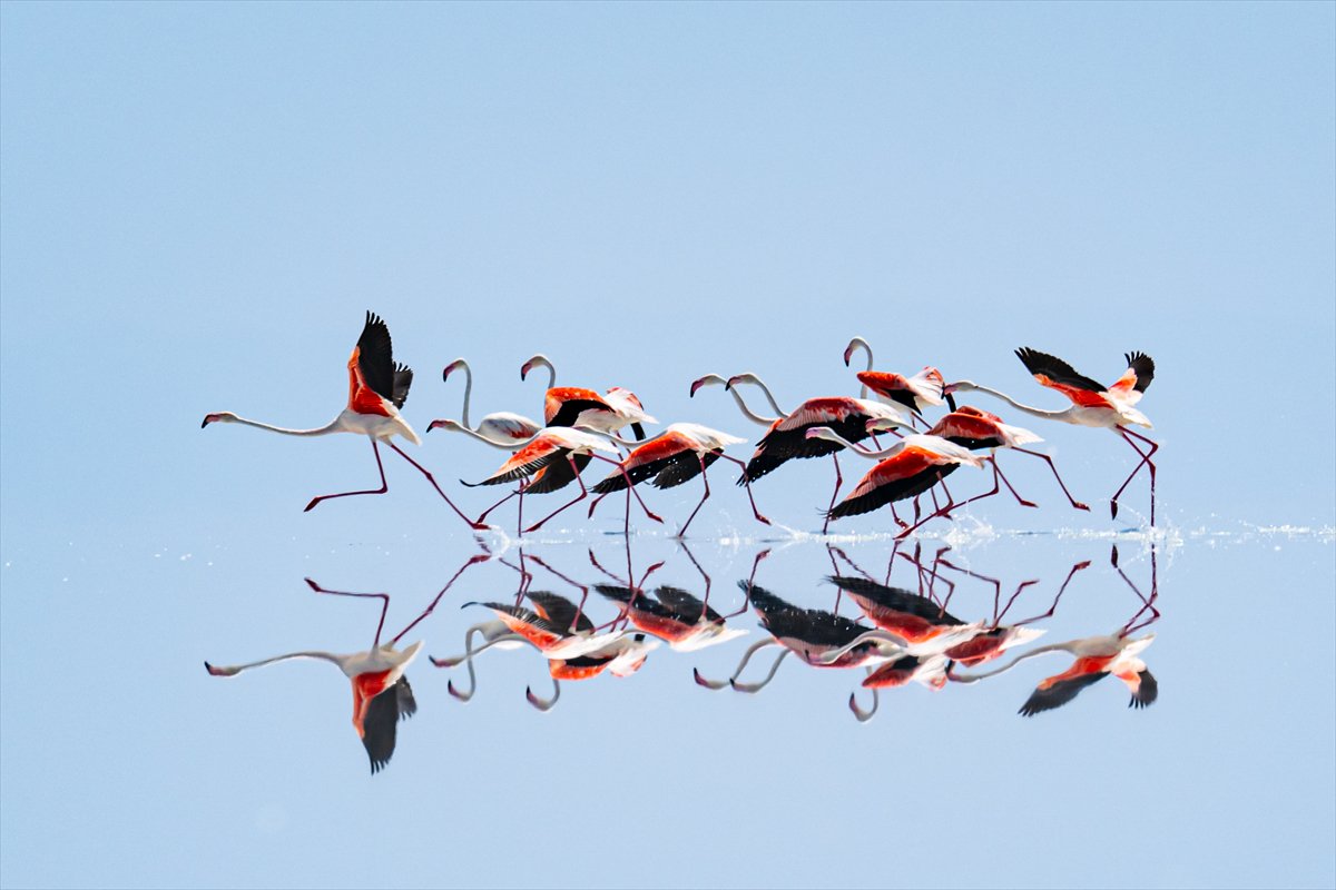 Tuz Gölü’ndeki su çekildi, flamingolar azaldı