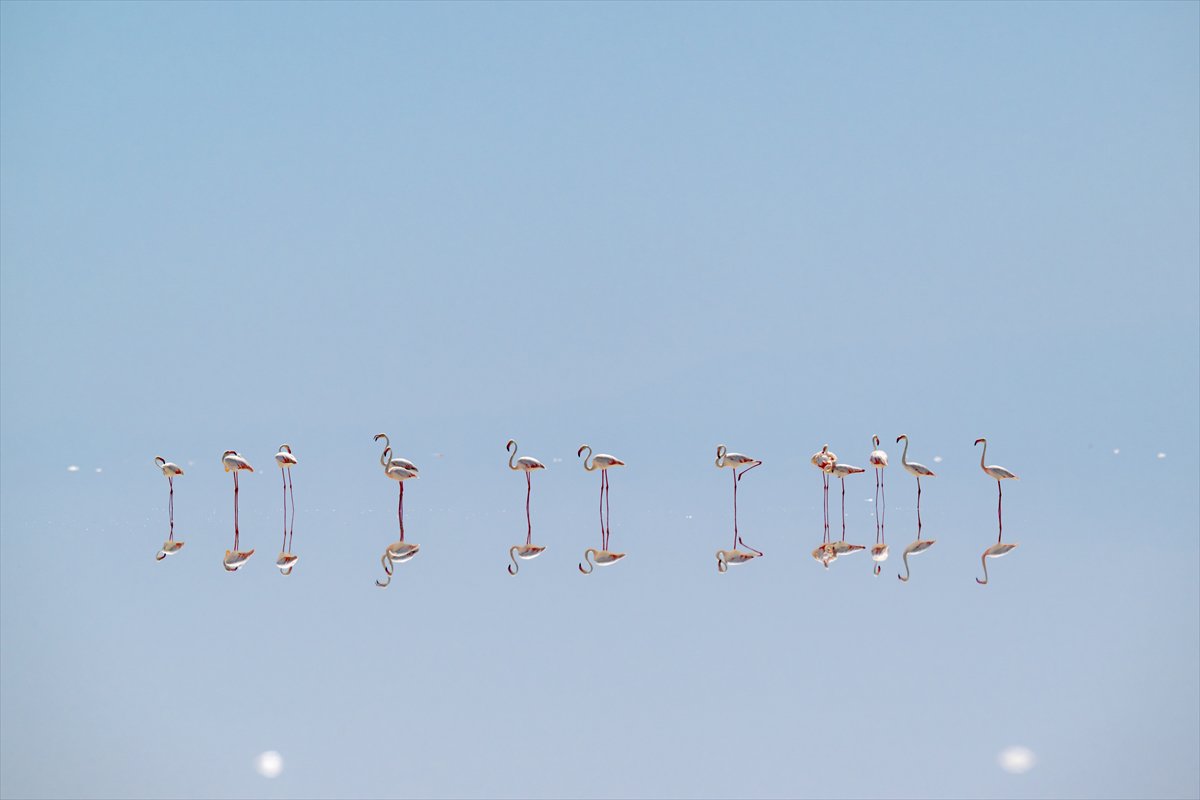 Tuz Gölü’ndeki su çekildi, flamingolar azaldı