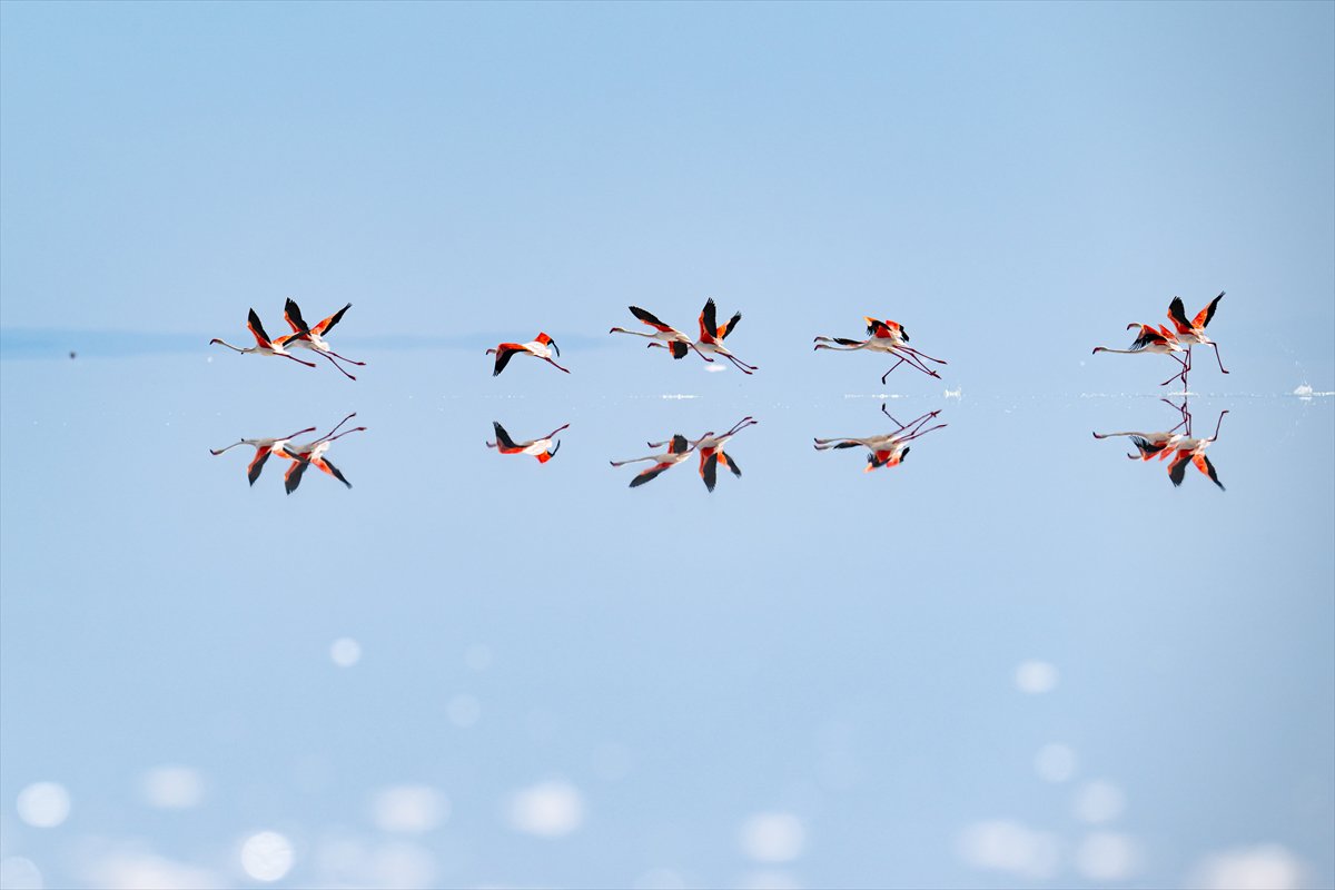 Tuz Gölü’ndeki su çekildi, flamingolar azaldı