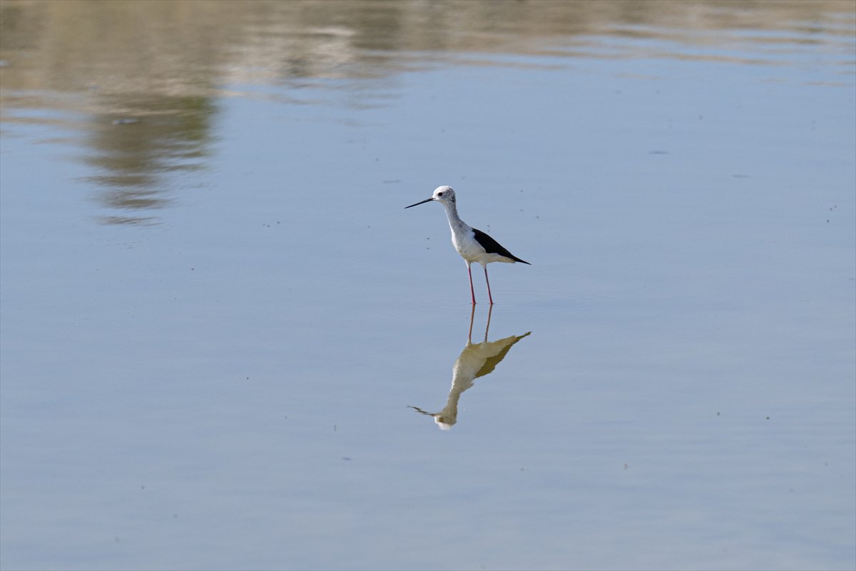 Tuz Gölü’ndeki su çekildi, flamingolar azaldı