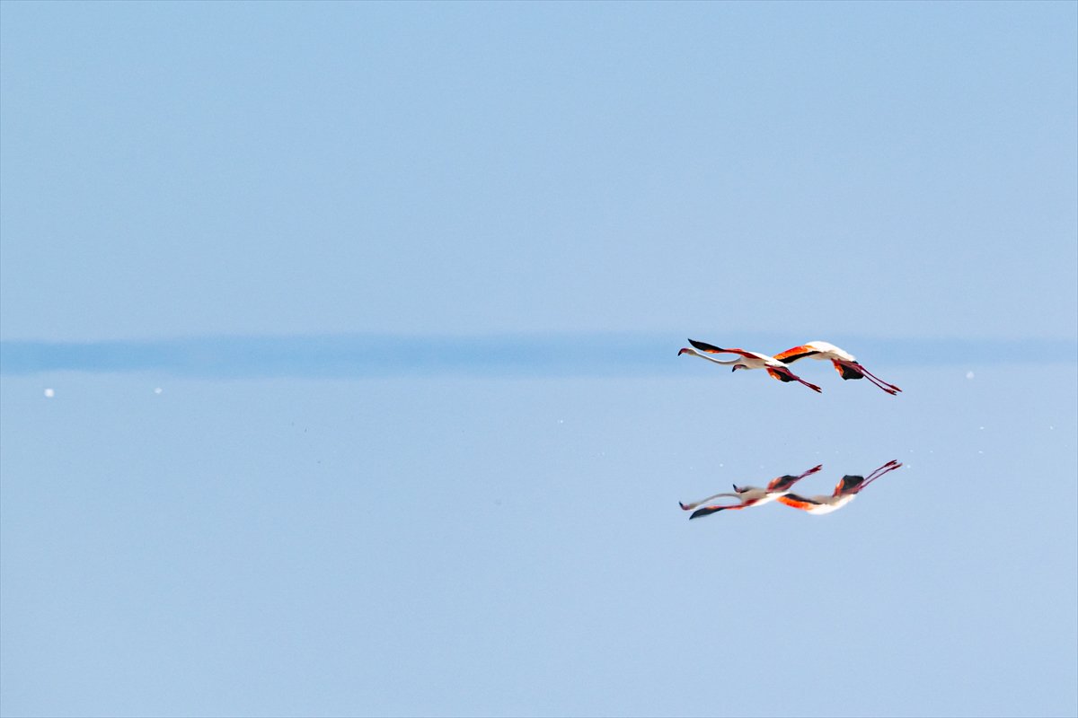 Tuz Gölü’ndeki su çekildi, flamingolar azaldı