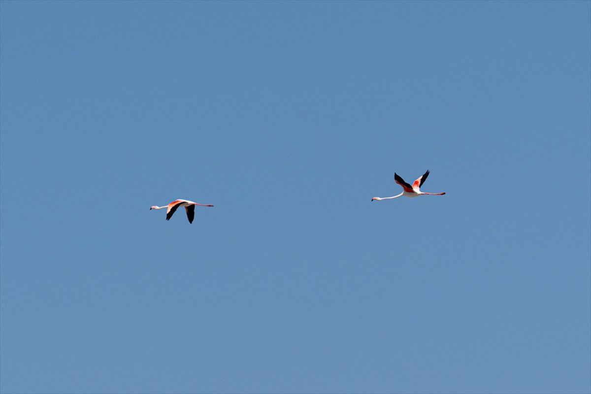 Tuz Gölü’ndeki su çekildi, flamingolar azaldı