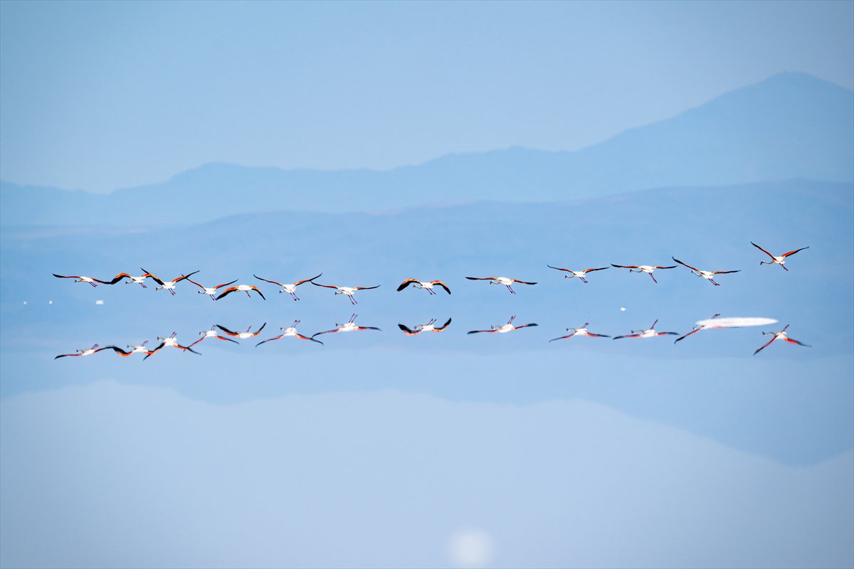Tuz Gölü’ndeki su çekildi, flamingolar azaldı