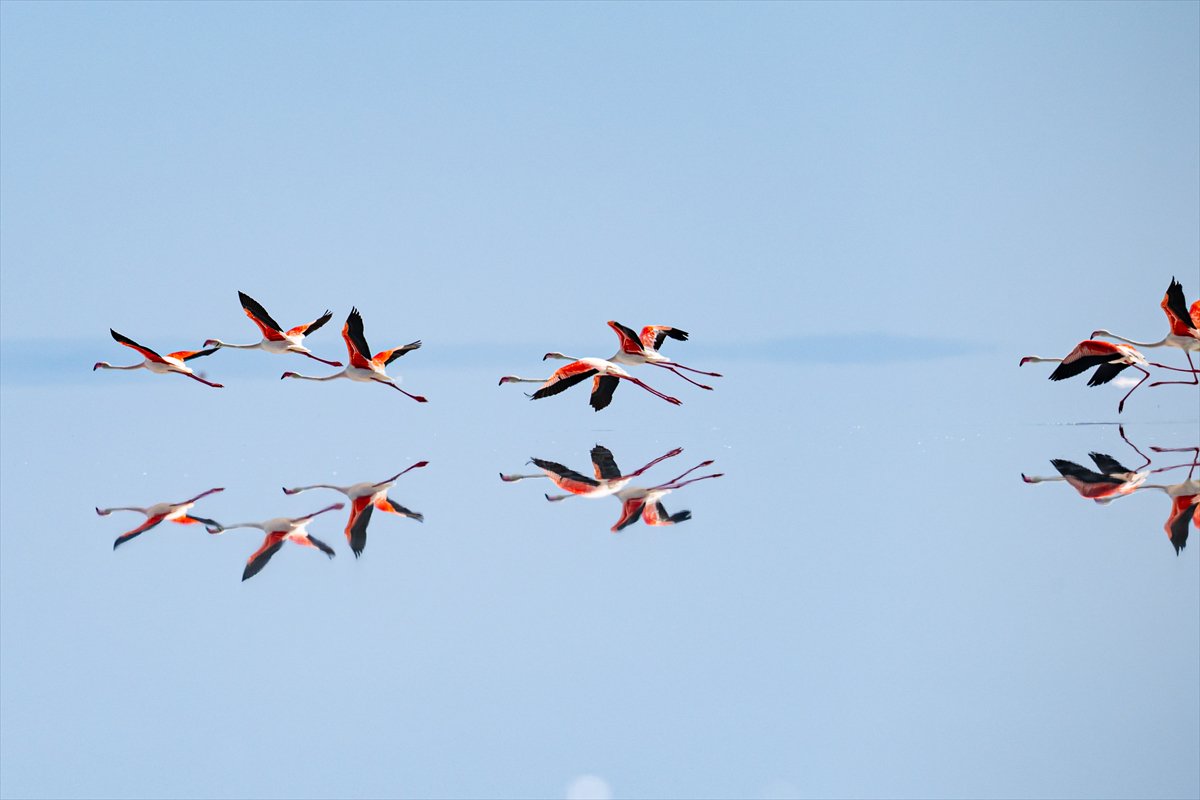 Tuz Gölü’ndeki su çekildi, flamingolar azaldı