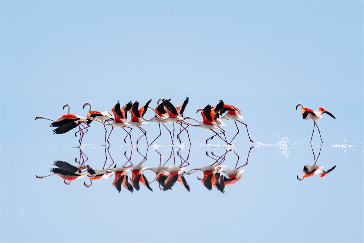 Tuz Gölü’ndeki su çekildi, flamingolar azaldı