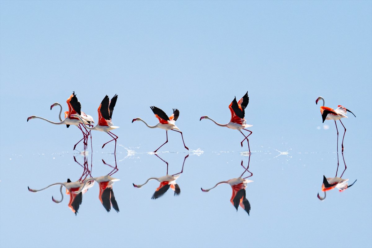 Tuz Gölü’ndeki su çekildi, flamingolar azaldı