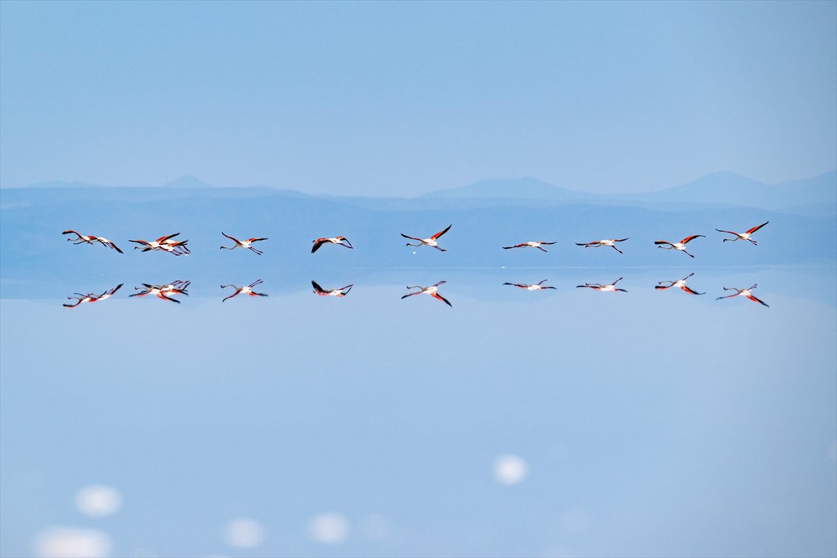 Tuz Gölü’ndeki su çekildi, flamingolar azaldı