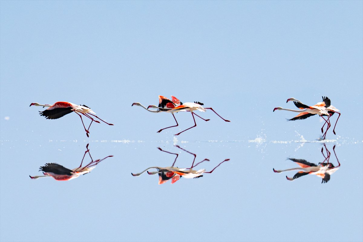 Tuz Gölü’ndeki su çekildi, flamingolar azaldı