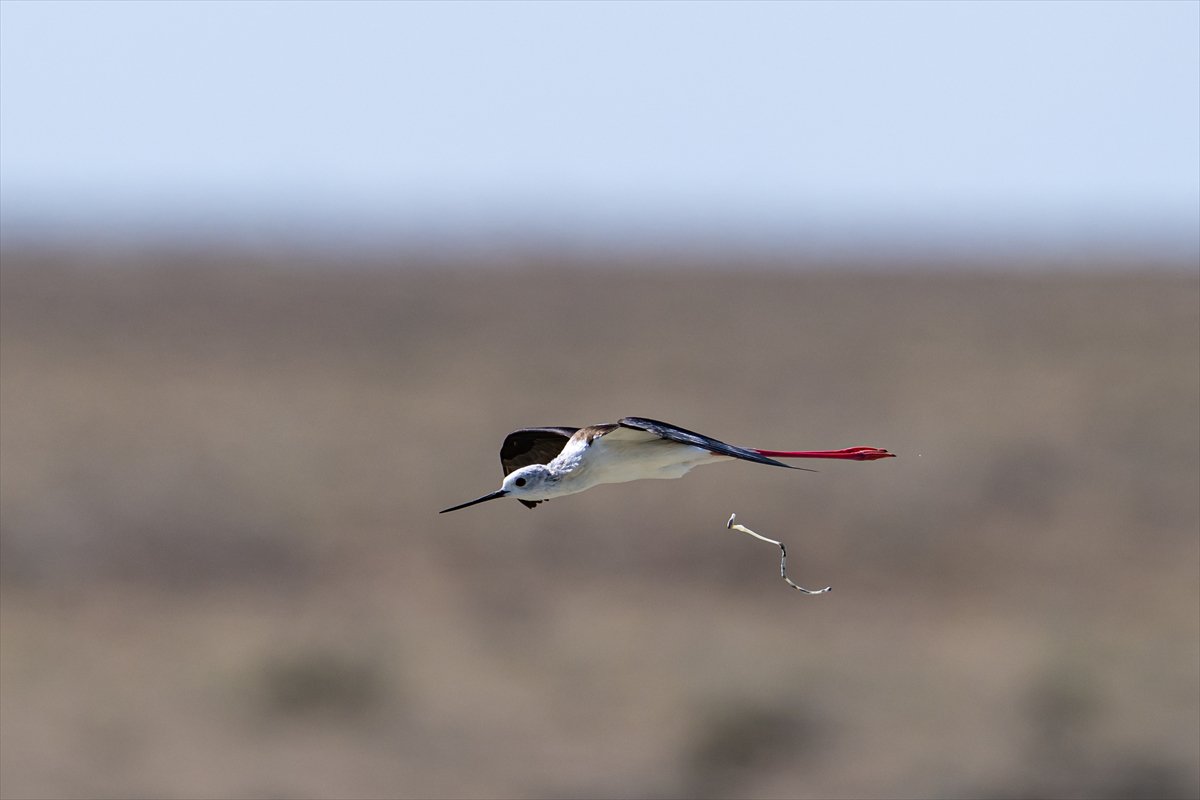 Tuz Gölü’ndeki su çekildi, flamingolar azaldı