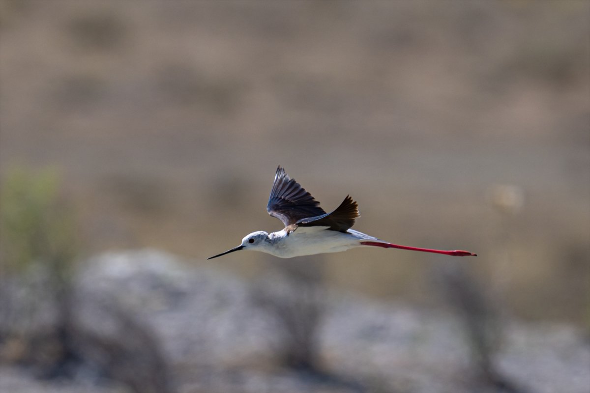 Tuz Gölü’ndeki su çekildi, flamingolar azaldı