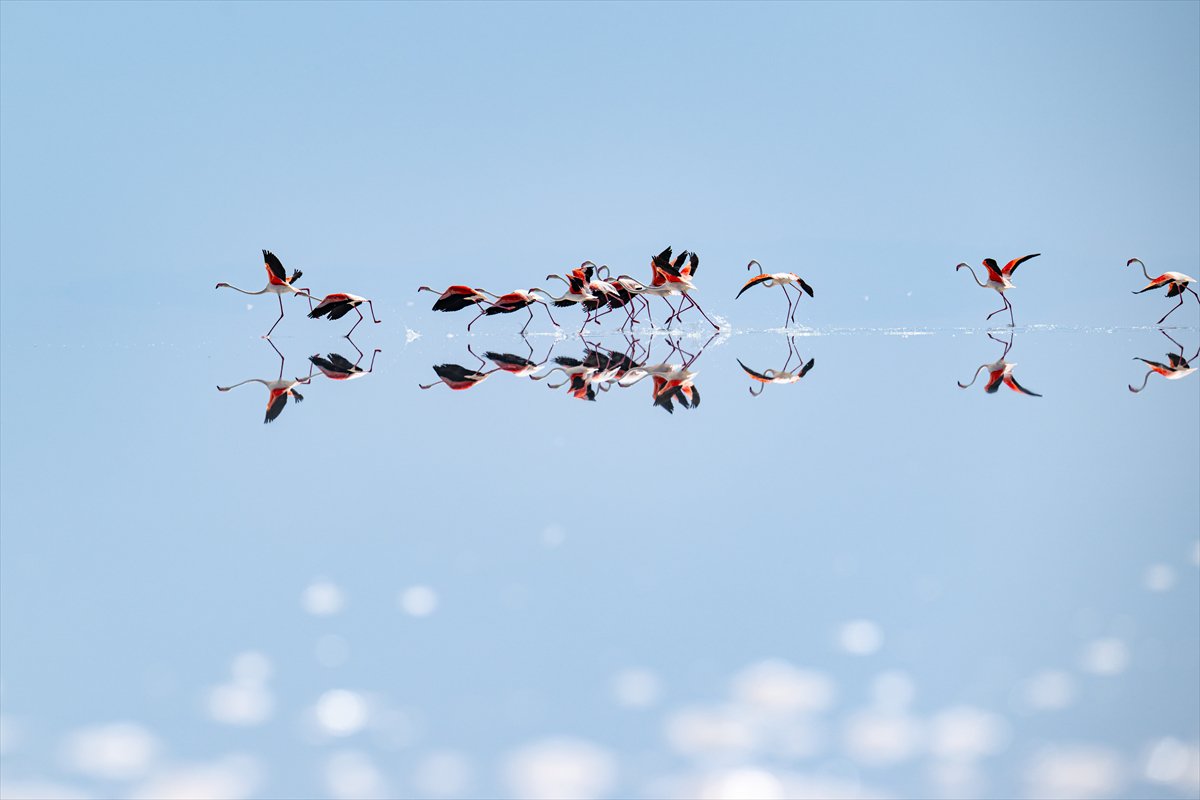 Tuz Gölü’ndeki su çekildi, flamingolar azaldı