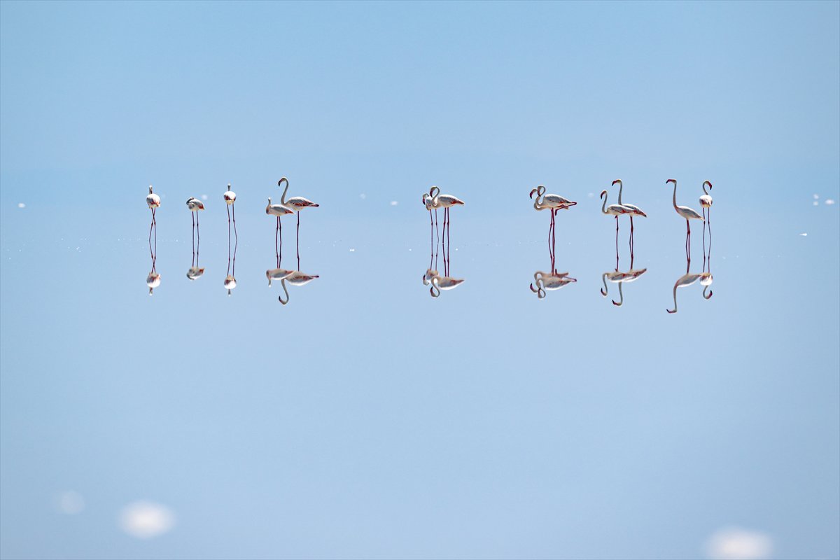 Tuz Gölü’ndeki su çekildi, flamingolar azaldı