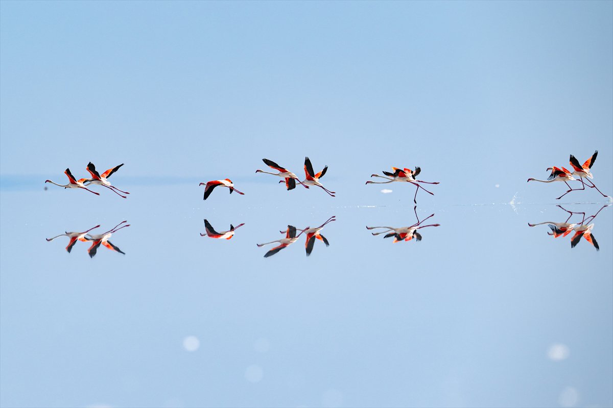 Tuz Gölü’ndeki su çekildi, flamingolar azaldı