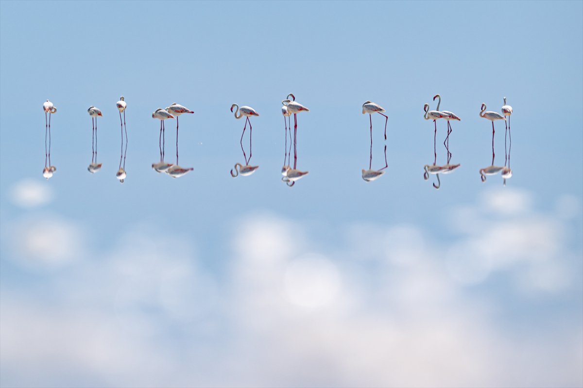 Tuz Gölü’ndeki su çekildi, flamingolar azaldı