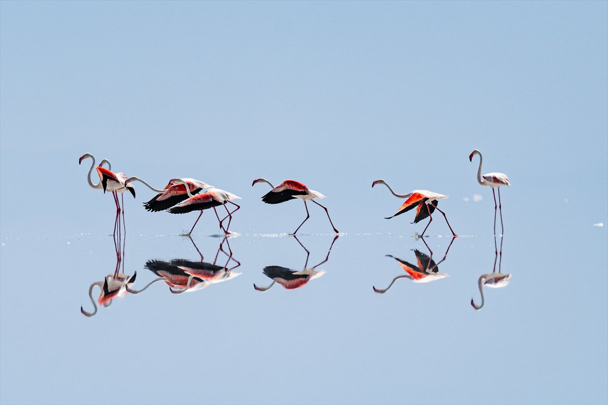Tuz Gölü’ndeki su çekildi, flamingolar azaldı