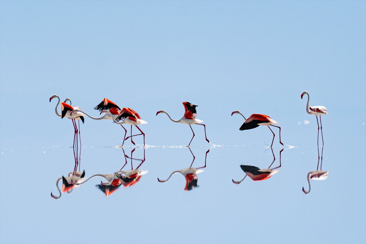 Tuz Gölü’ndeki su çekildi, flamingolar azaldı