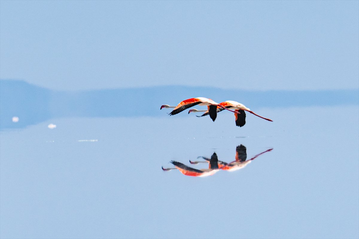 Tuz Gölü’ndeki su çekildi, flamingolar azaldı
