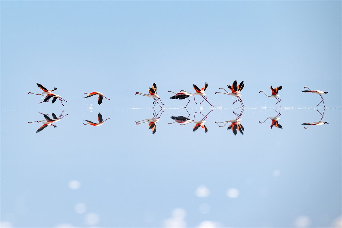 Tuz Gölü’ndeki su çekildi, flamingolar azaldı