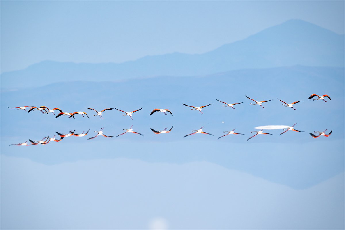 Tuz Gölü’ndeki su çekildi, flamingolar azaldı