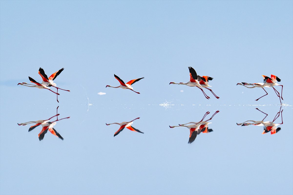 Tuz Gölü’ndeki su çekildi, flamingolar azaldı