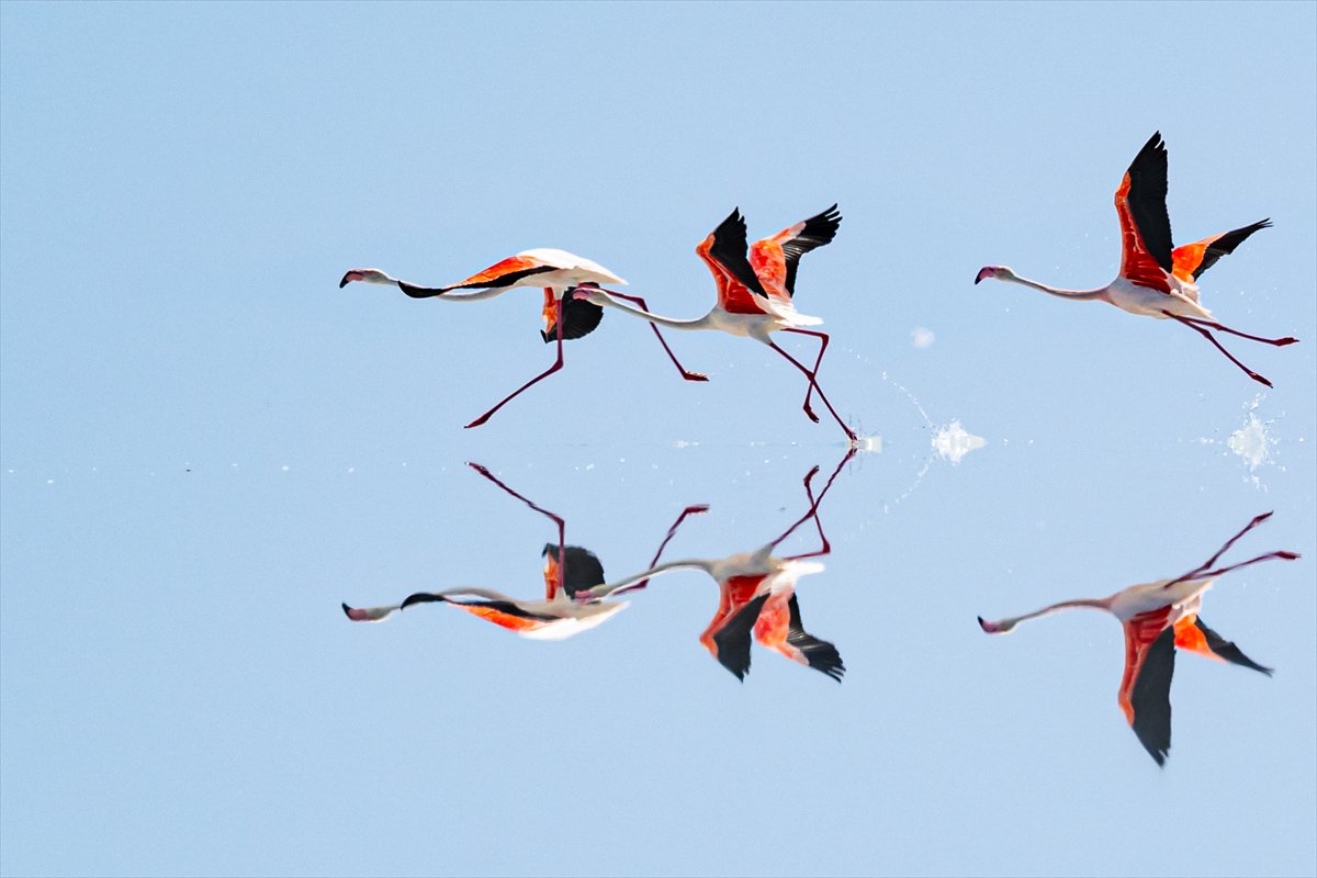 Tuz Gölü’ndeki su çekildi, flamingolar azaldı