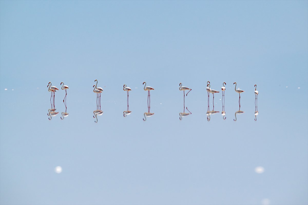 Tuz Gölü’ndeki su çekildi, flamingolar azaldı