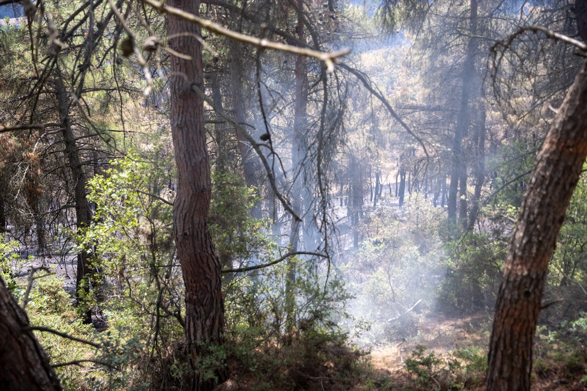 Türkiye’nin birçok noktasında orman yangınlarıyla mücadele devam ediyor