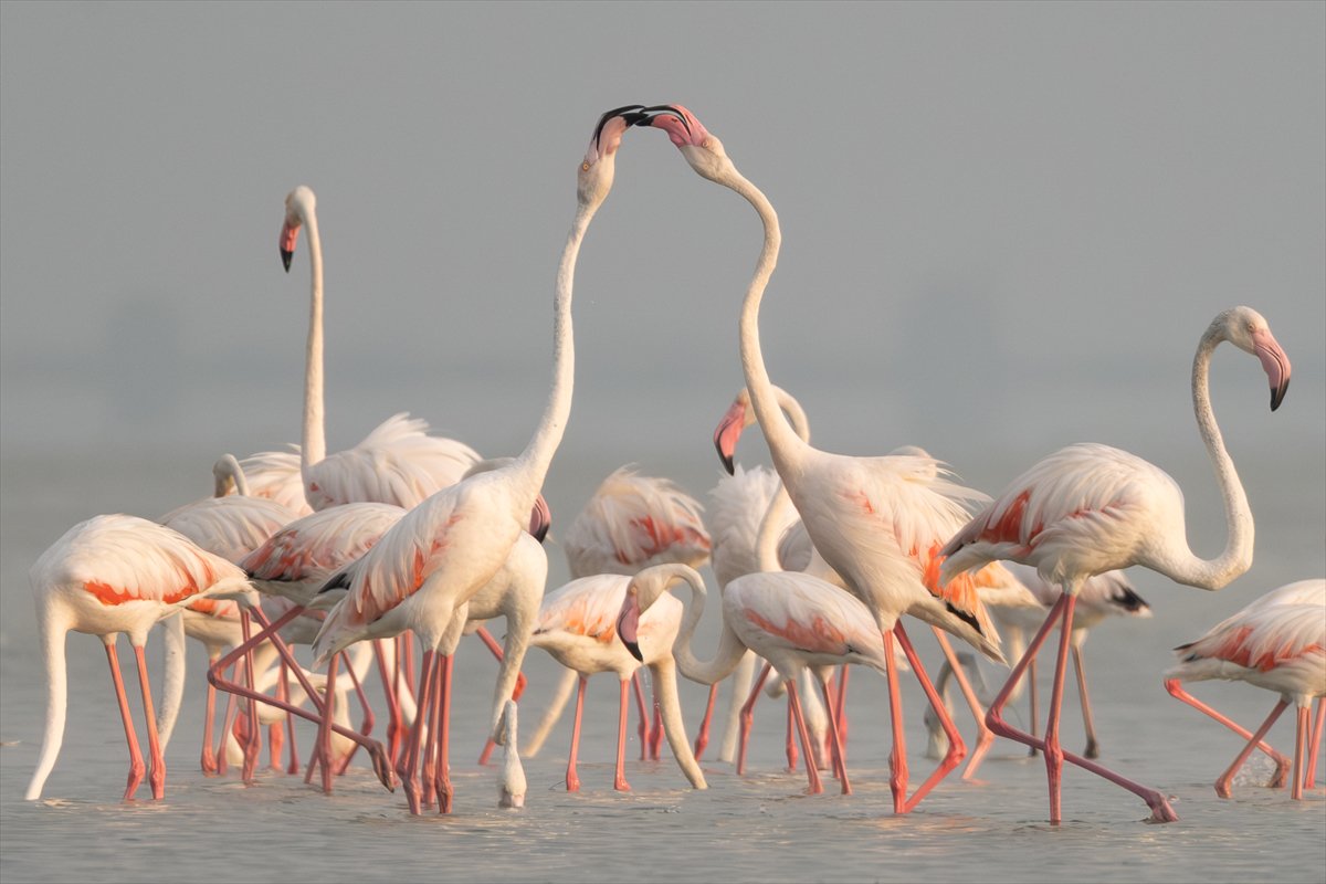 Adana'daki Akyatan Lagünü'nde flamingo şöleni