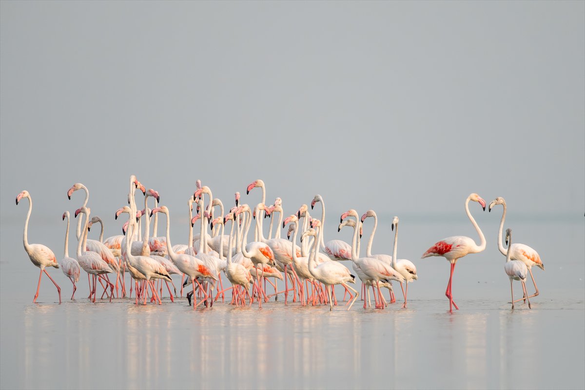 Adana'daki Akyatan Lagünü'nde flamingo şöleni
