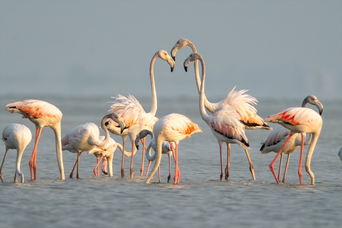 Adana'daki Akyatan Lagünü'nde flamingo şöleni