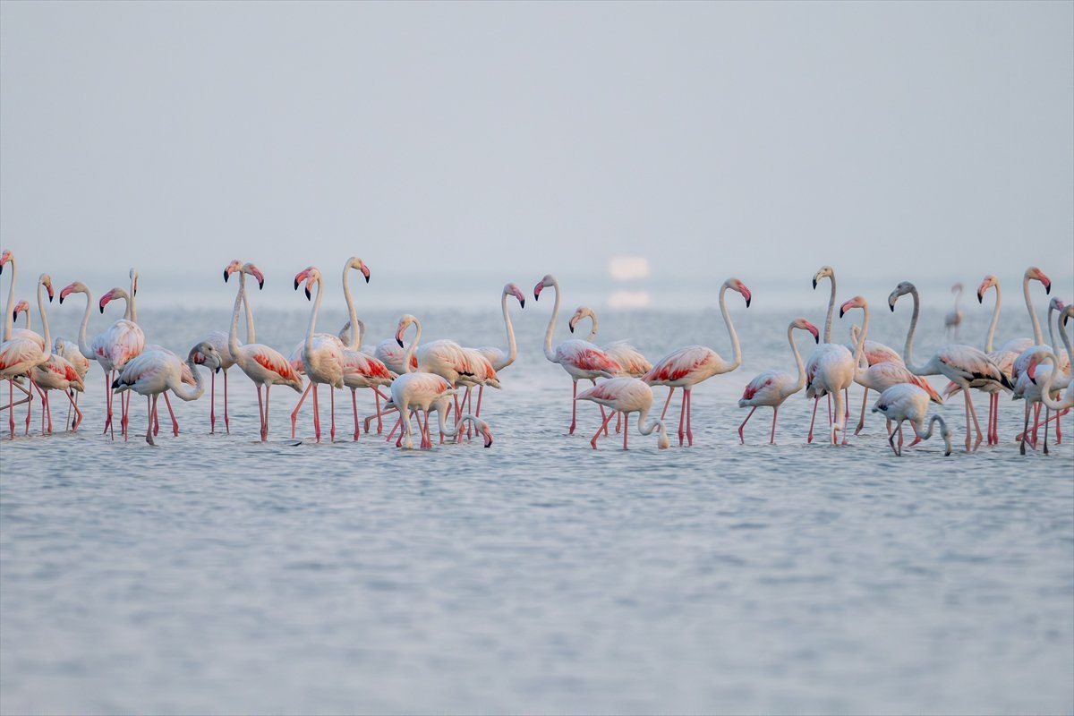 Adana'daki Akyatan Lagünü'nde flamingo şöleni