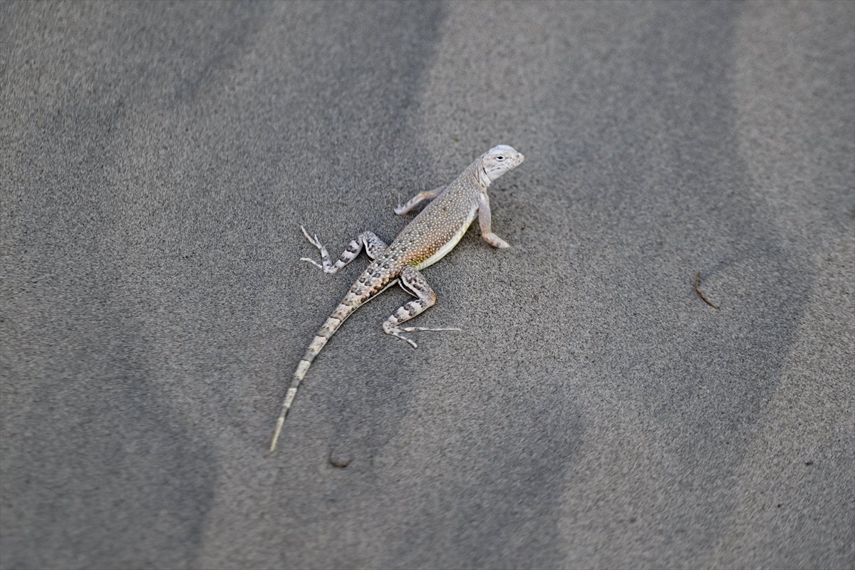 ABD'nin Ölüm Vadisi’nde sıcaklıklar 46 dereceyi aştı
