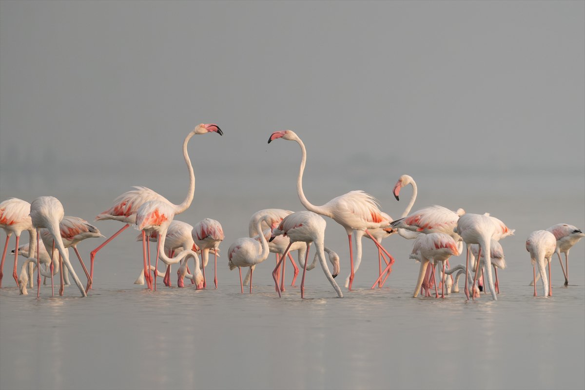 Adana'daki Akyatan Lagünü'nde flamingo şöleni