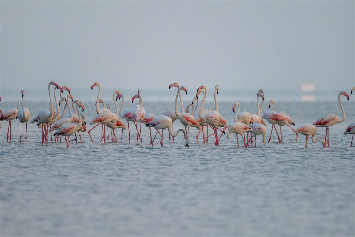 Adana'daki Akyatan Lagünü'nde flamingo şöleni