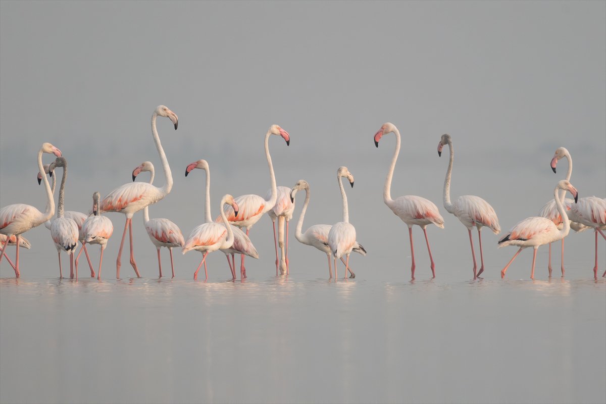 Adana'daki Akyatan Lagünü'nde flamingo şöleni