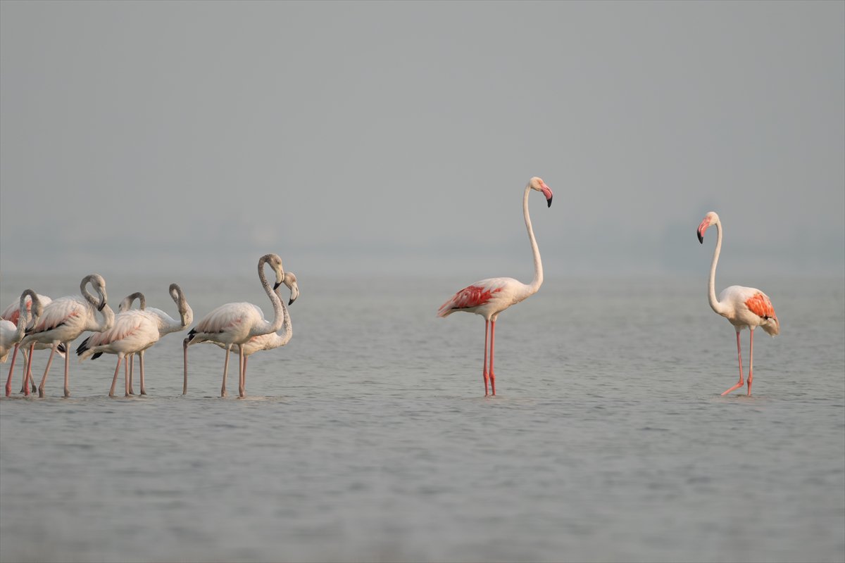 Adana'daki Akyatan Lagünü'nde flamingo şöleni