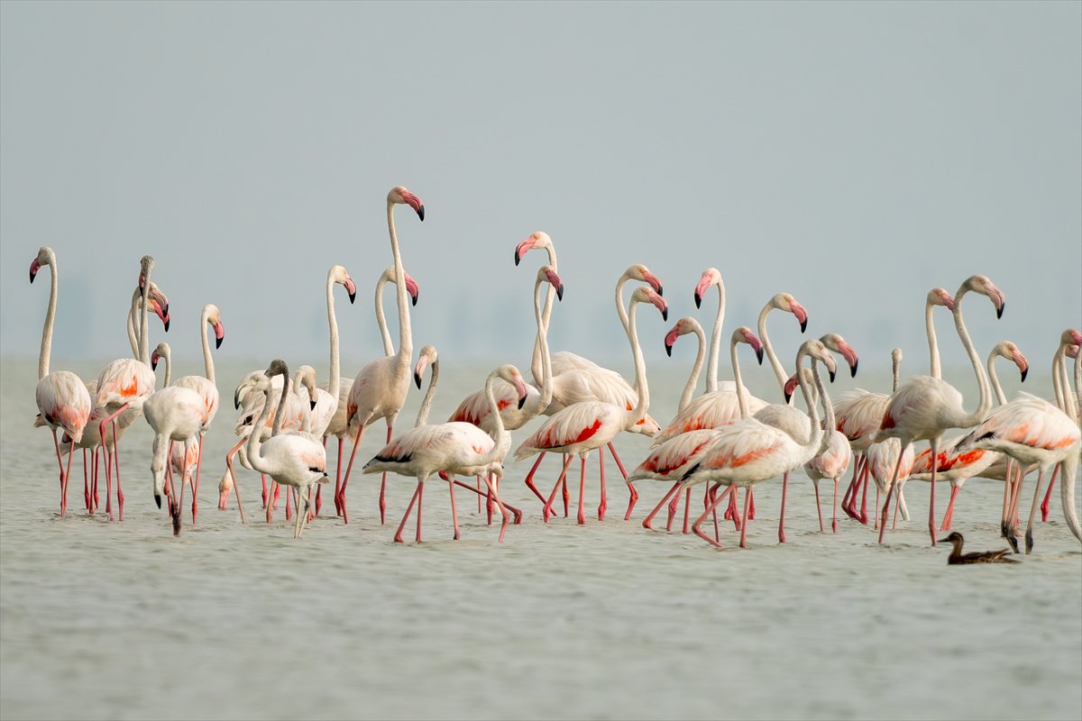 Adana'daki Akyatan Lagünü'nde flamingo şöleni