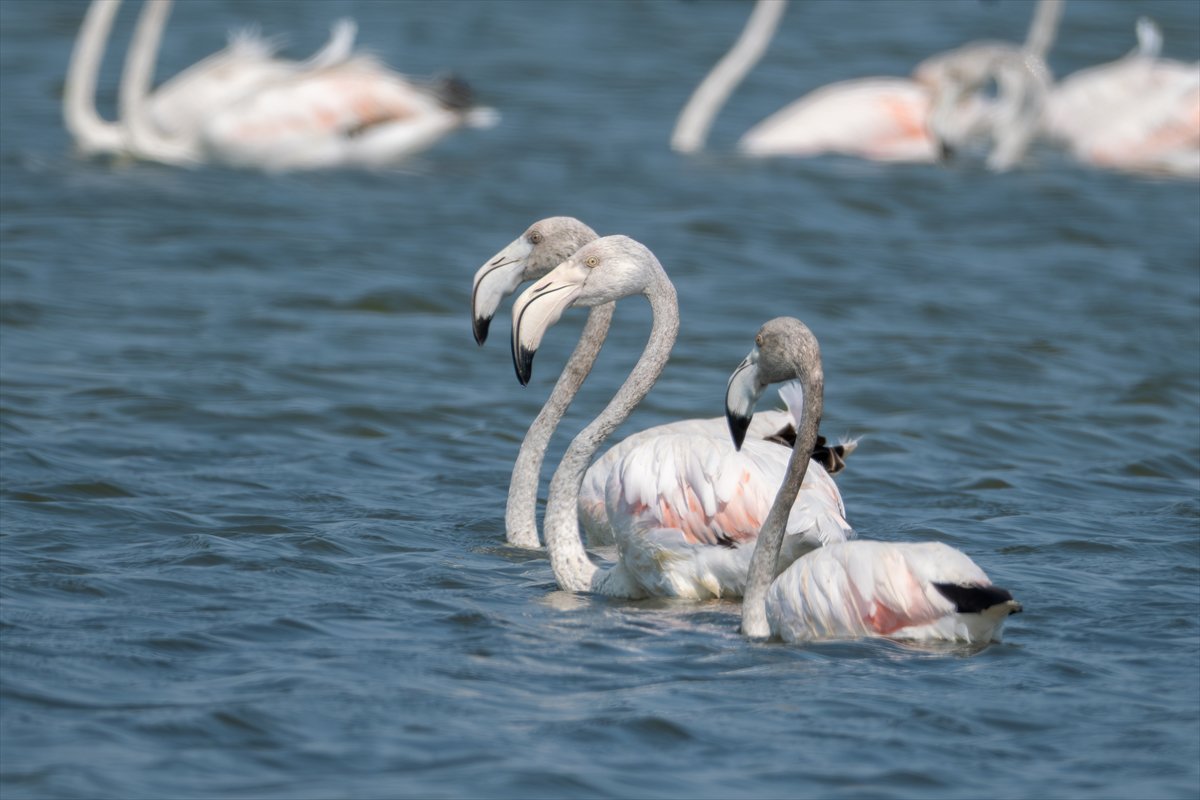 Adana'daki Akyatan Lagünü'nde flamingo şöleni