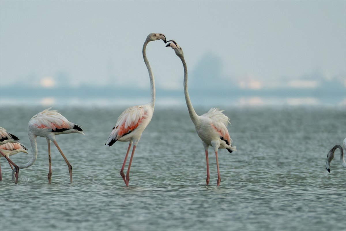Adana'daki Akyatan Lagünü'nde flamingo şöleni