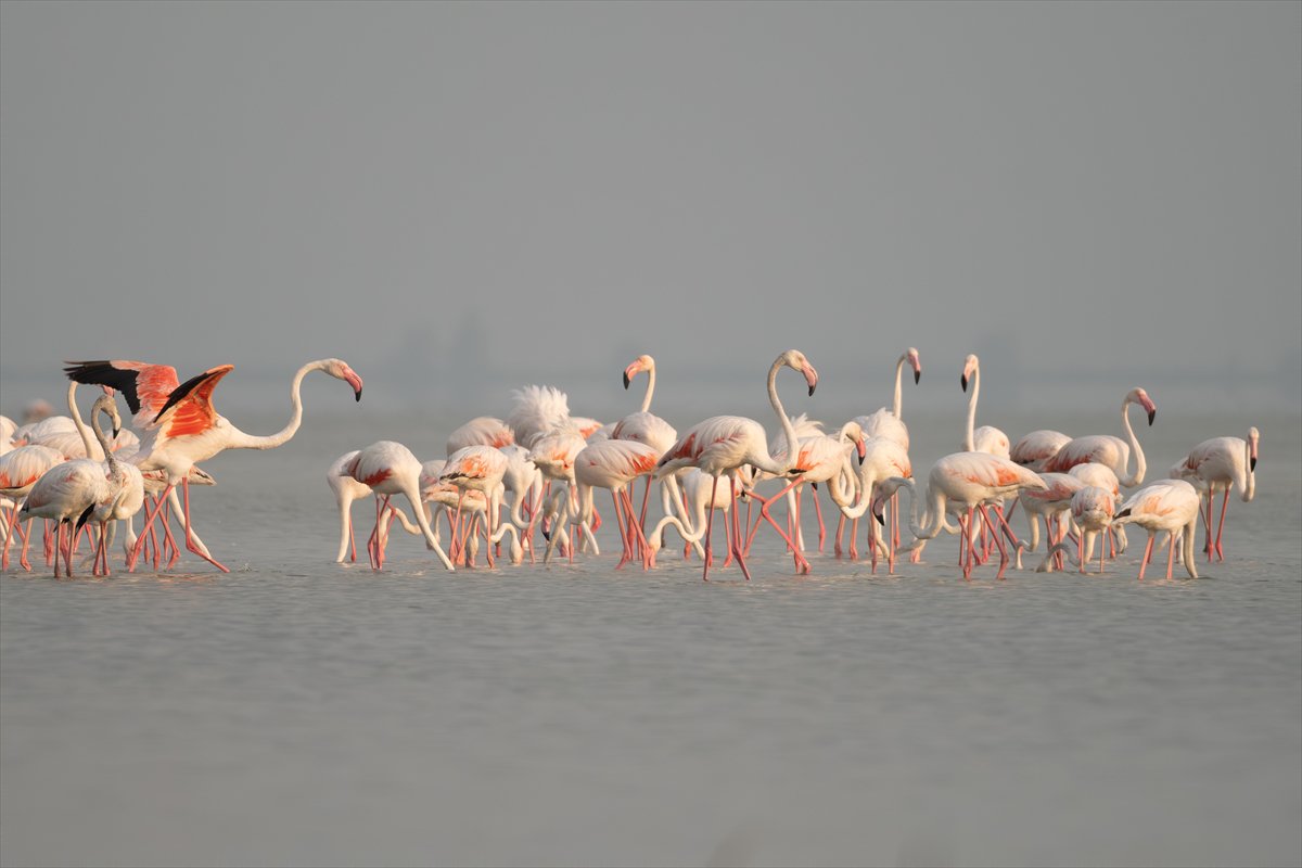 Adana'daki Akyatan Lagünü'nde flamingo şöleni