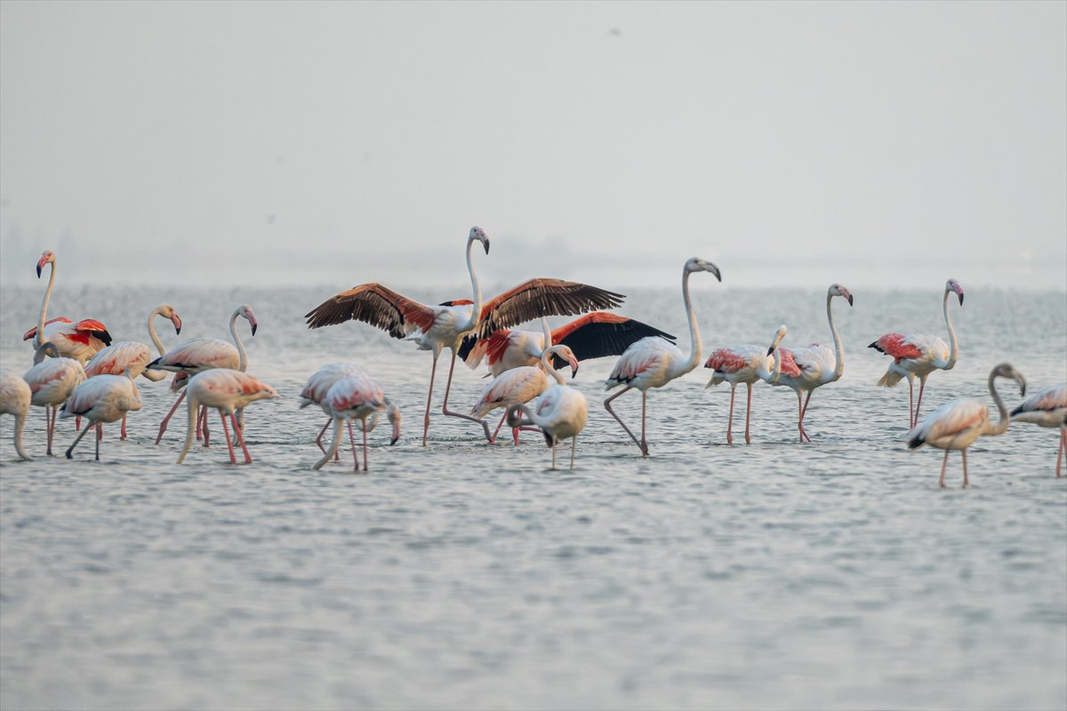 Adana'daki Akyatan Lagünü'nde flamingo şöleni