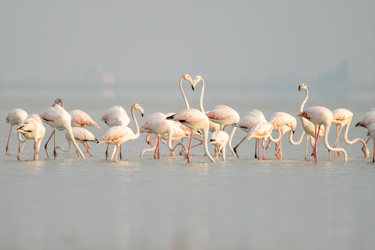 Adana'daki Akyatan Lagünü'nde flamingo şöleni