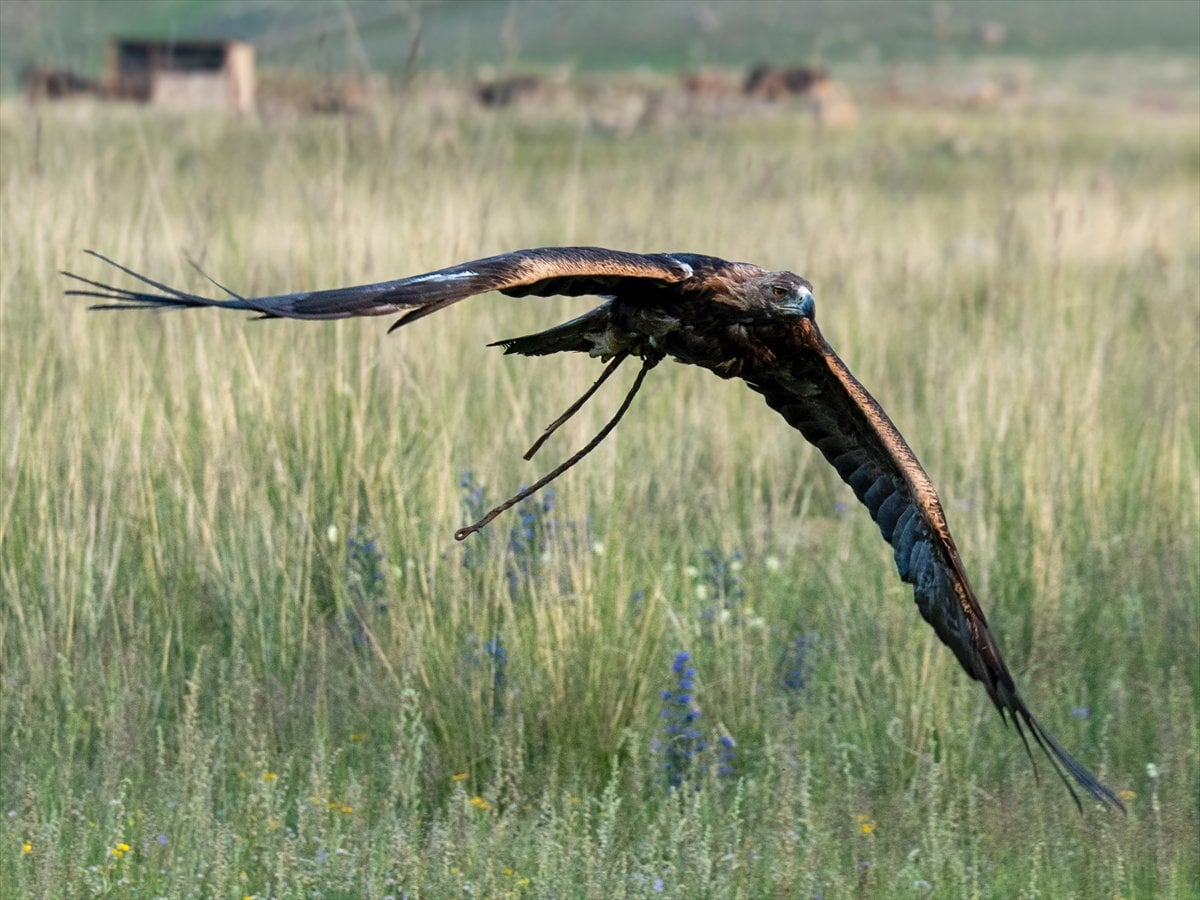 Kırgızistan’da asırlardır devam eden gelenek: Kartal Terbiyeciliği