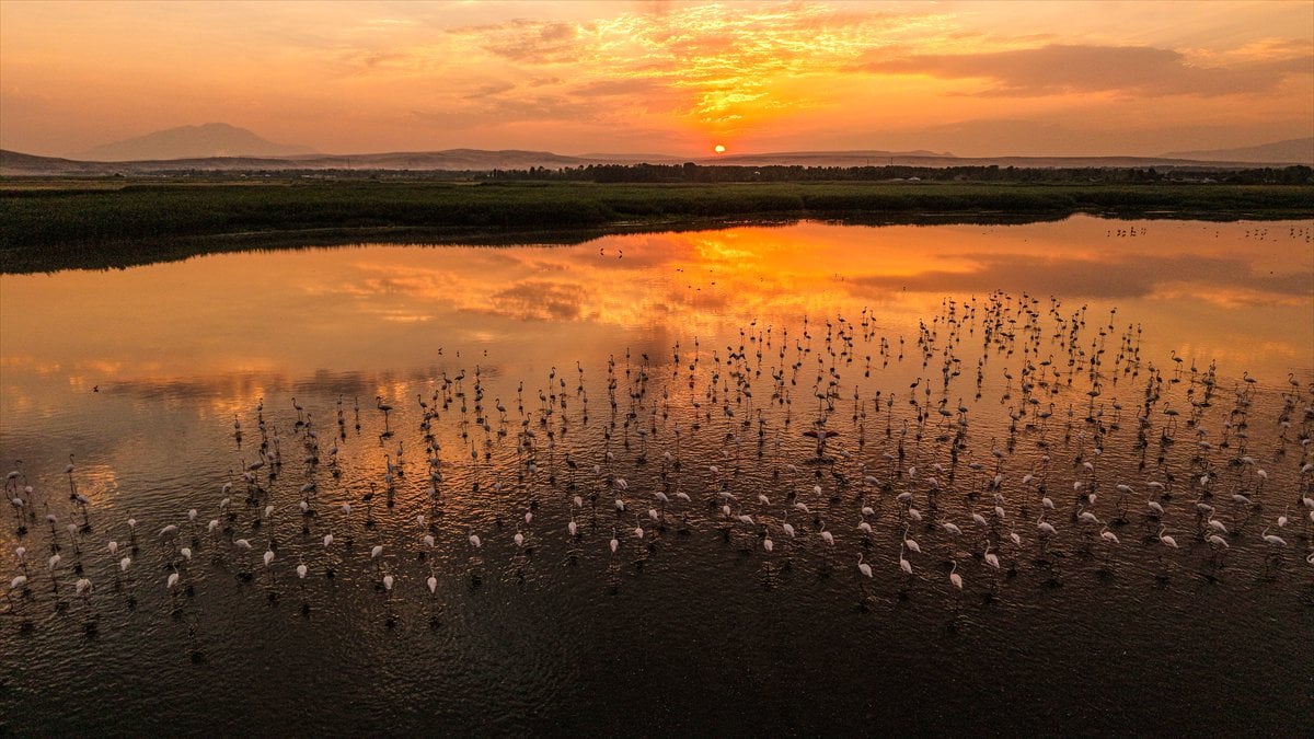 Van Gölü Havzası'nın misafirleri: Flamingolar