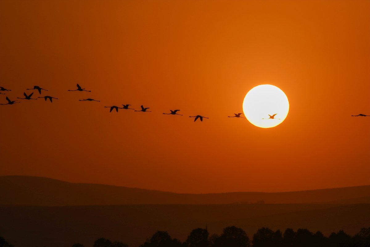Van Gölü Havzası'nın misafirleri: Flamingolar